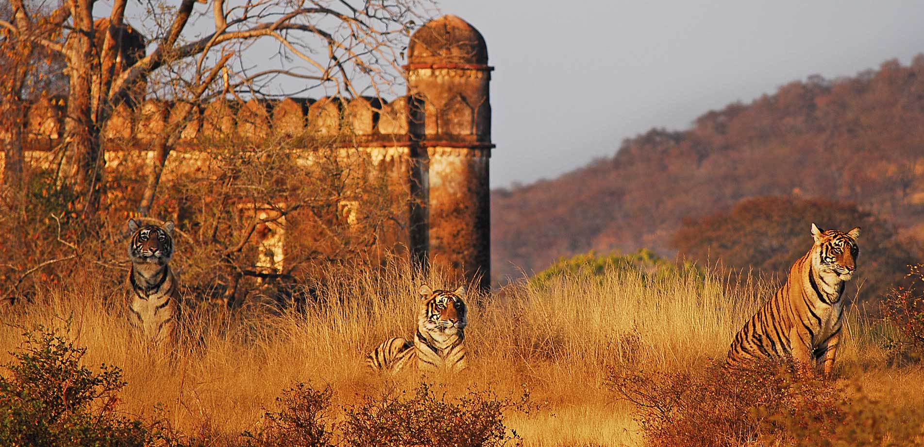 India Wildlife Tour